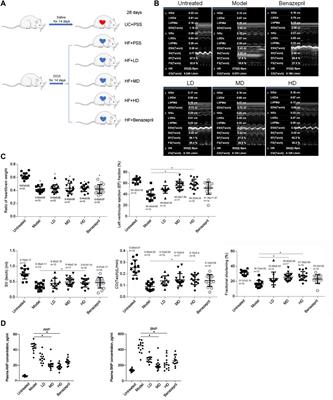 Yang-xin-xue keli exerts therapeutic effects via regulating mitochondrial homeostasis and function in doxorubicin-induced rat heart failure